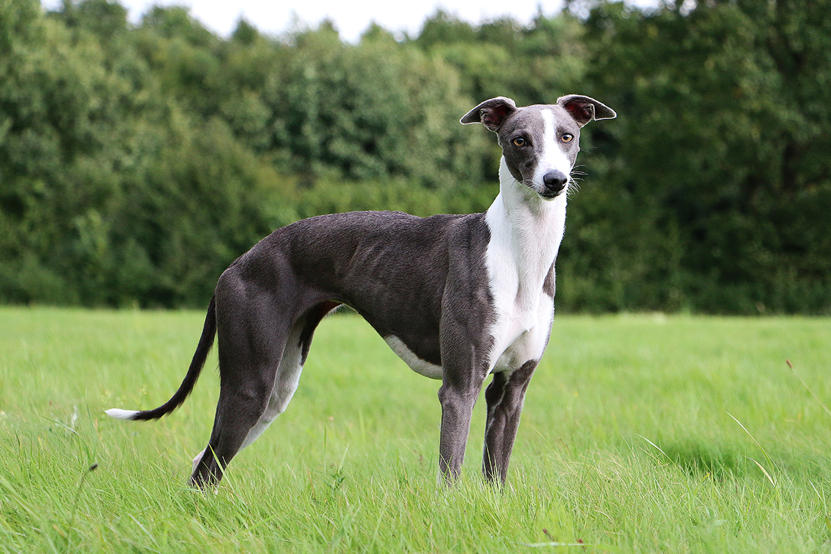 Smukły i elegancki pies rasy whippet stojący w profilu na zielonej trawie, prezentujący aerodynamiczną sylwetkę