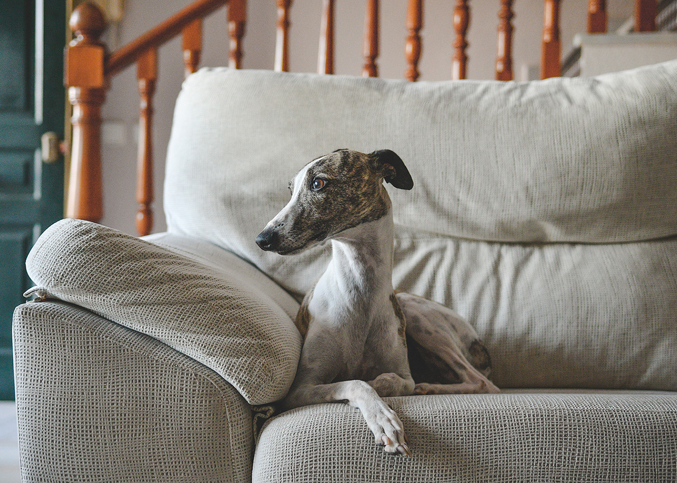  dolina_noteci_rasy_whippet_blog_04