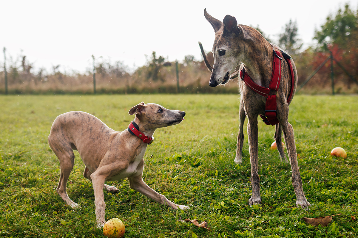 Dwa psy rasy whippet bawiące się i goniące po zielonej trawie w ogrodzie