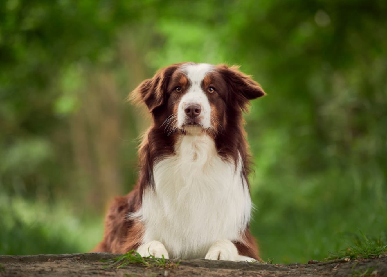 Czym jest instynkt pasterski i jak ujawnia się u psów?