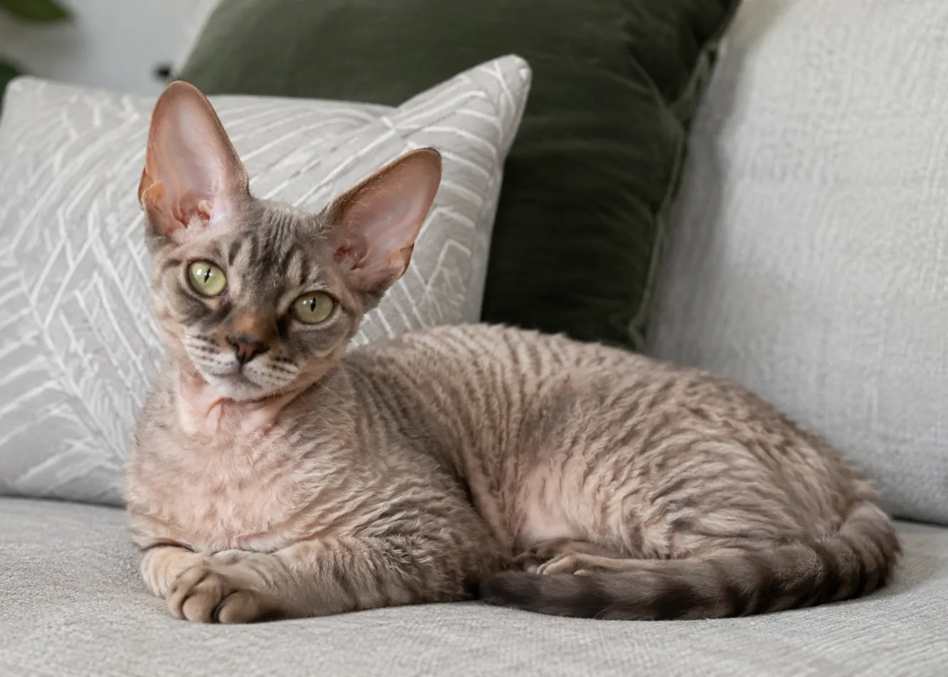 Kot devon rex – opis rasy, charakter, pielęgnacja i zdrowie