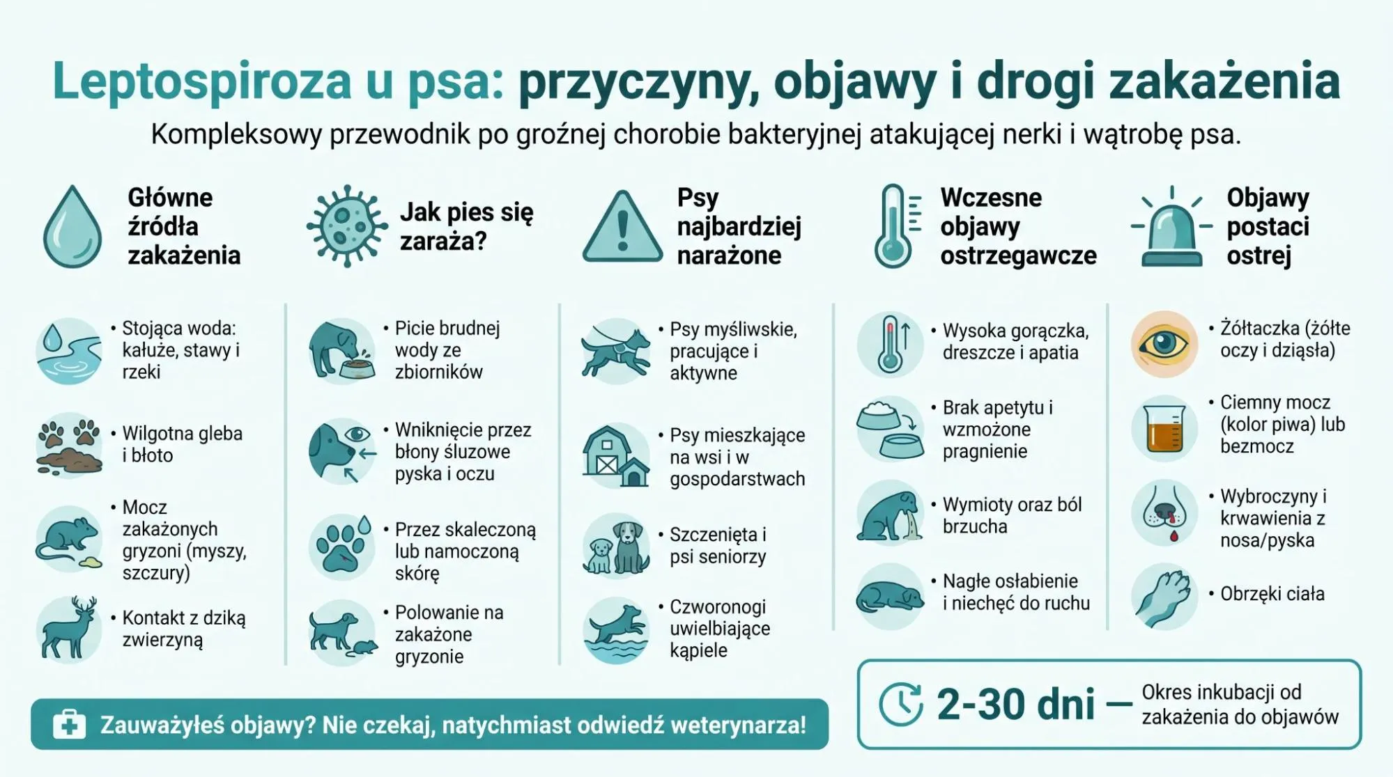 Leptospiroza u psa – przyczyny, objawy i drogi zakażenia