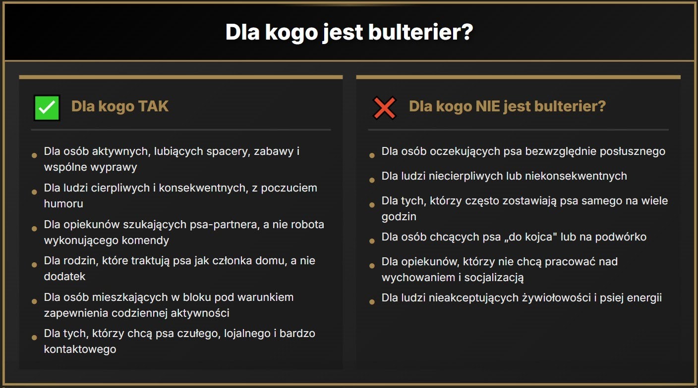 Dla kogo jest bulterier?