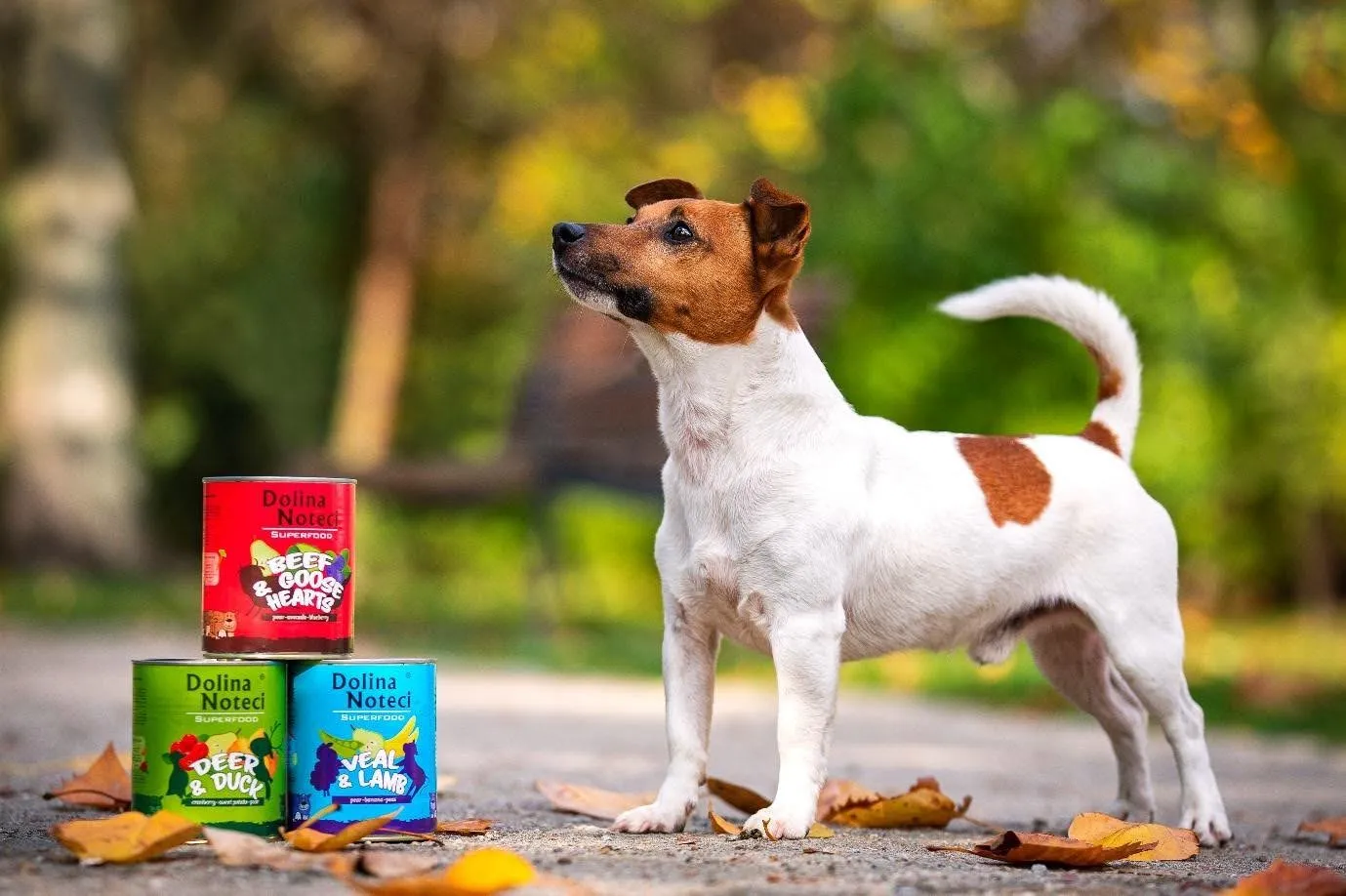 Jack Russell terrier – mały pies z wielkim temperamentem. Opis rasy, charakter, żywienie i zdrowie