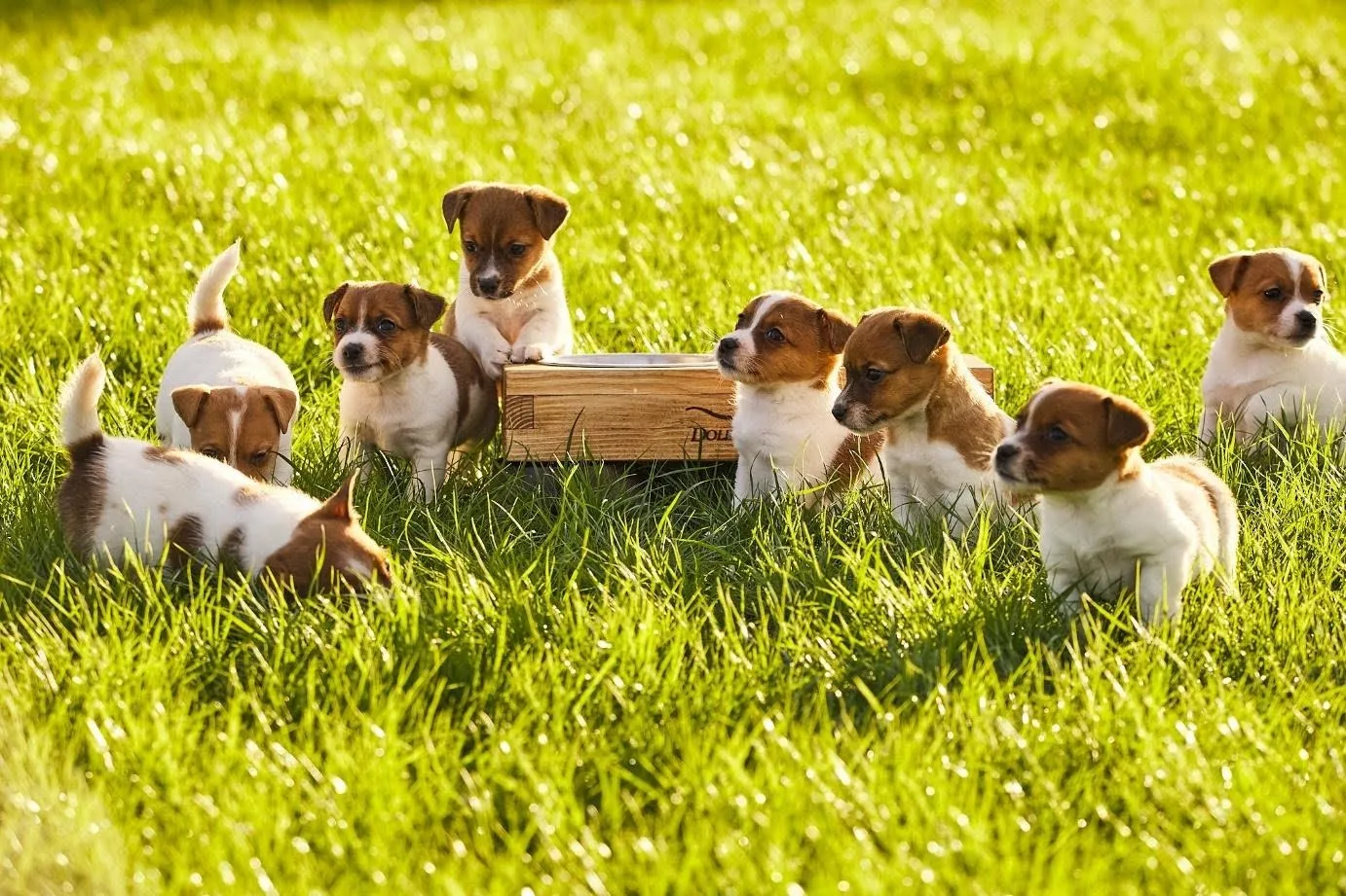 Jack Russell terrier – mały pies z wielkim temperamentem. Opis rasy, charakter, żywienie i zdrowie