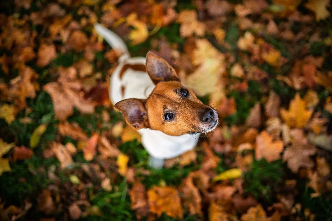 Jack Russell terrier – mały pies z wielkim temperamentem. Opis rasy, charakter, żywienie i zdrowie