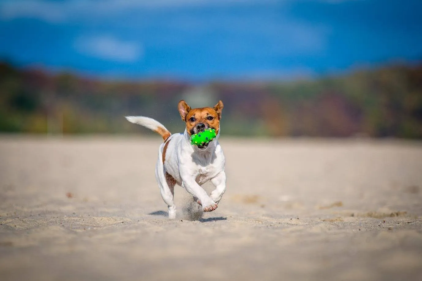 Jack Russell terrier – mały pies z wielkim temperamentem. Opis rasy, charakter, żywienie i zdrowie