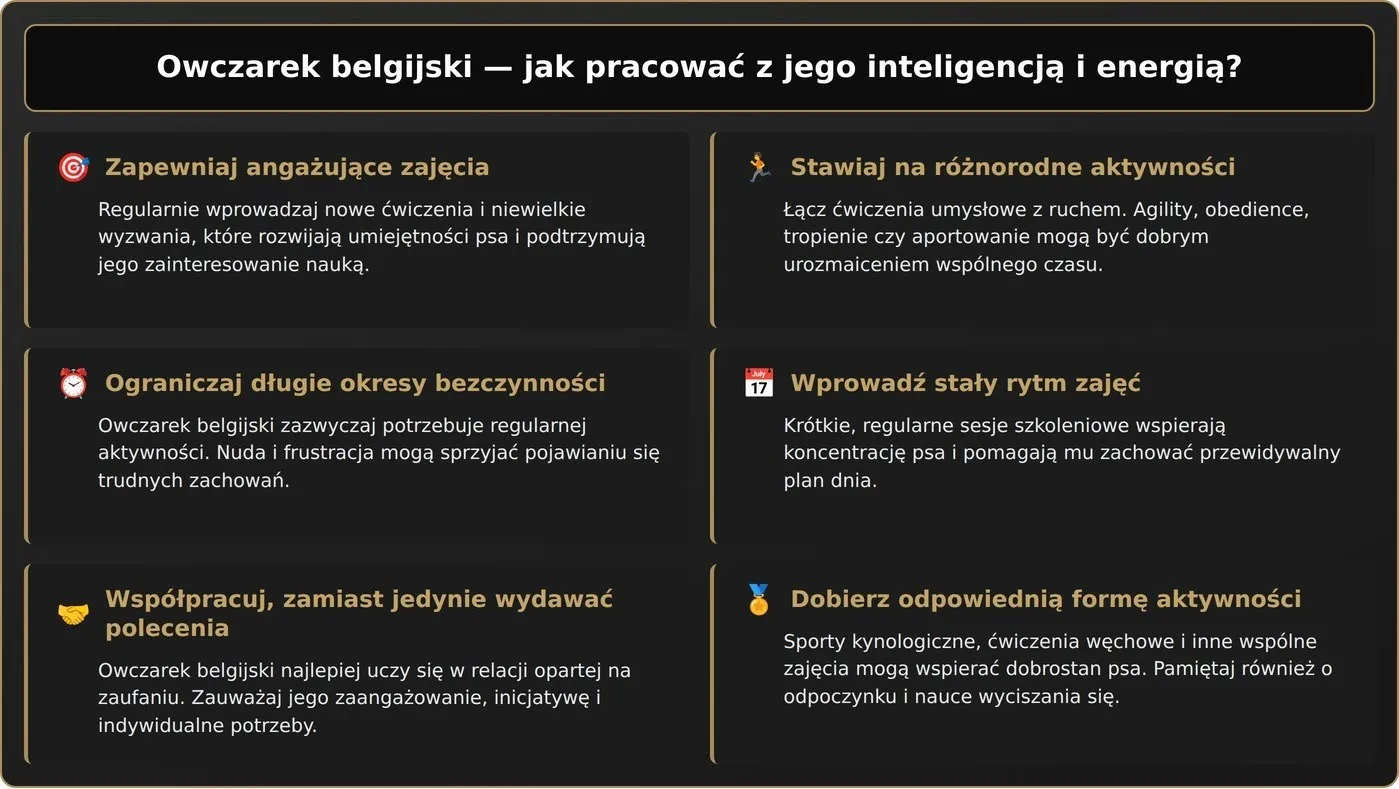 Owczarek belgijski - jak pracować z jego inteligencją i energią?