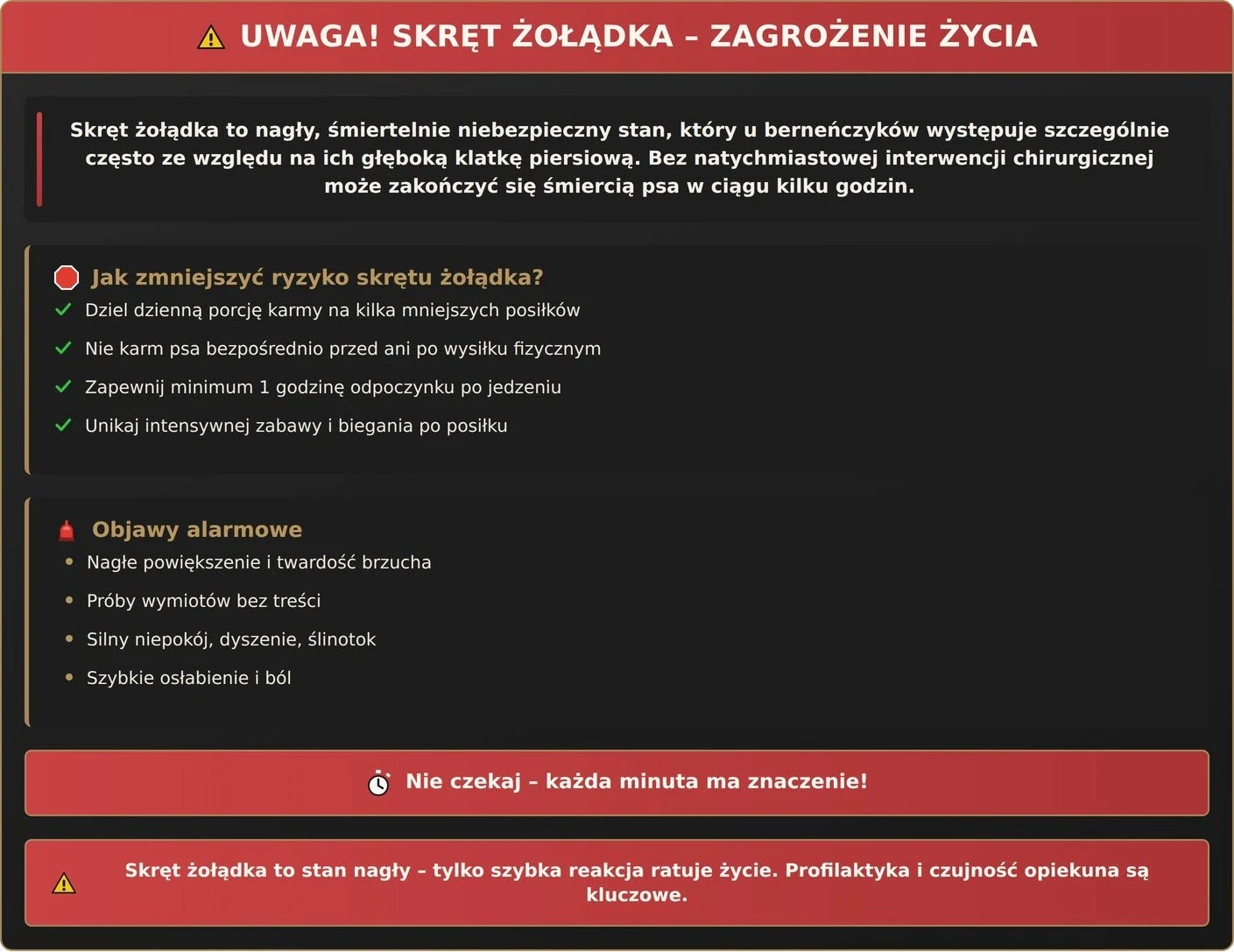 Problemy zdrowotne berneńczyka - uwaga - skręt żołądka - zagrożenie życia