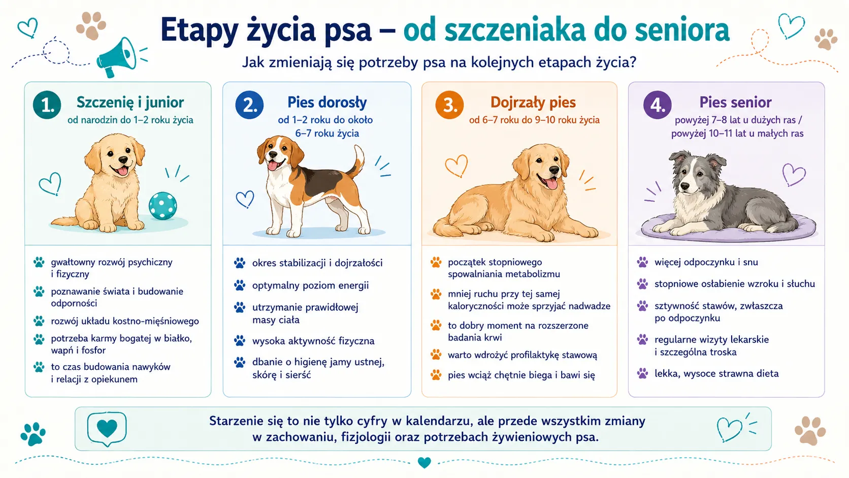 Etapy życia psa – od szczeniaka do seniora