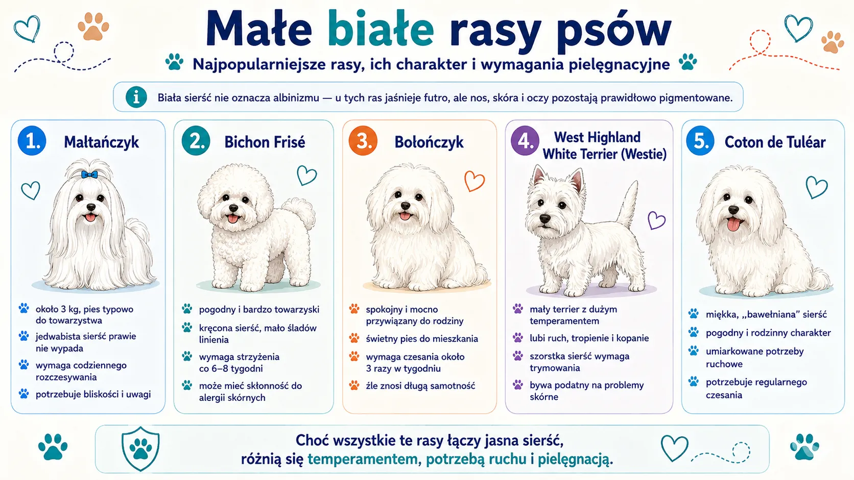Małe białe rasy psów - najpopularniejsze rasy, ich charakter i potrzeby
