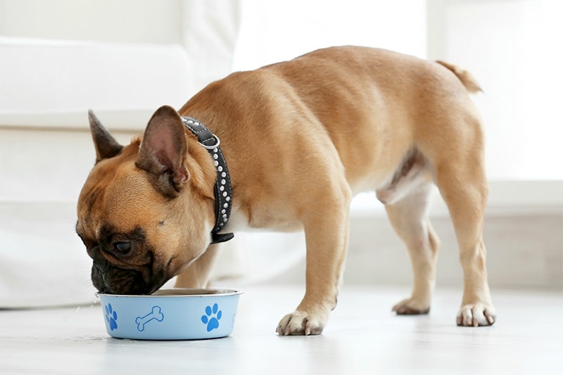 Jak karmić psa małej rasy?