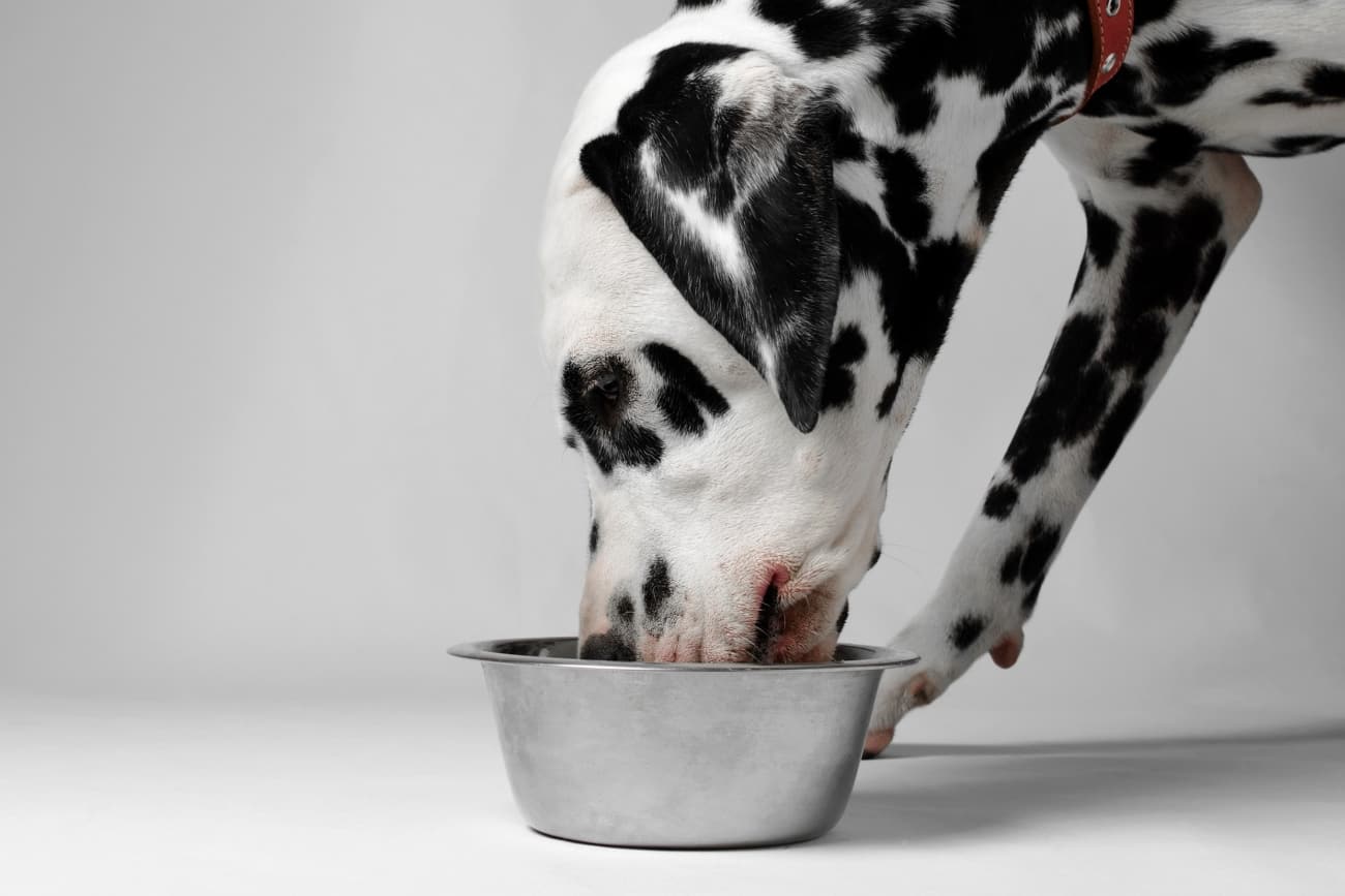 Dlaczego warto włączyć podroby do diety psa? 