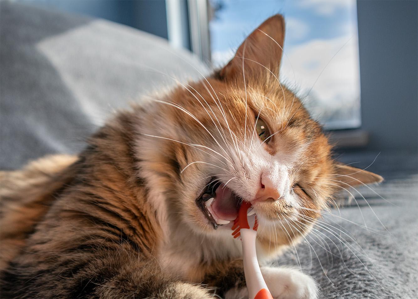 Higiena jamy ustnej - jak dbać o kocie zęby?