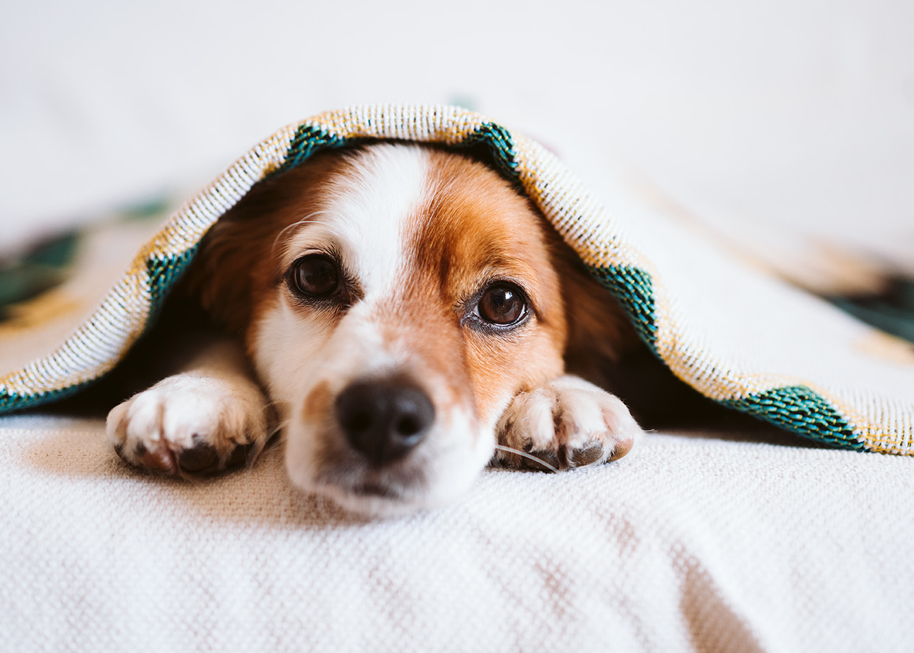 Jak przygotować psa do nocy sylwestrowej?