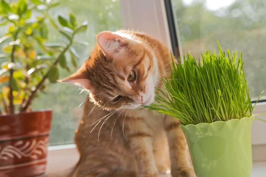 Jakie rośliny są trujące dla kota?