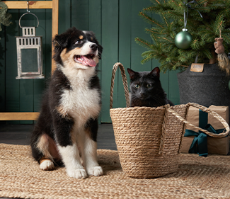 IkonaJak zabezpieczyć choinkę przed kotem?