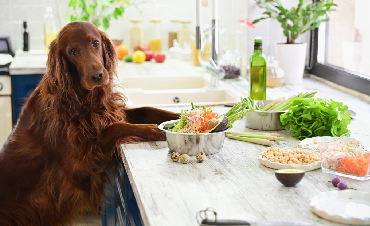 Czy karmienie psa domowym jedzeniem to dobry pomysł?