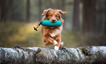 Psie sporty dla aktywnych