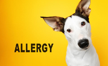 Alergia u psa – objawy, leczenie i odpowiednie żywienie
