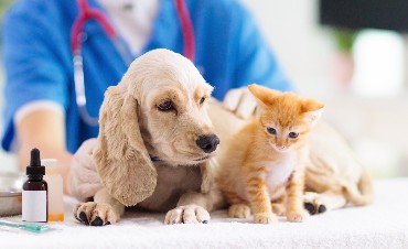 Kiedy warto zabrać psa lub kota do lekarza weterynarii?