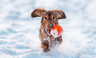 Aktywność fizyczna psa zimą