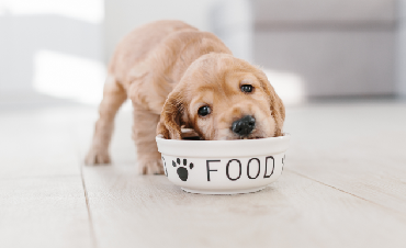 Jak i w czym podawać psu karmę? Kilka słów o miskach