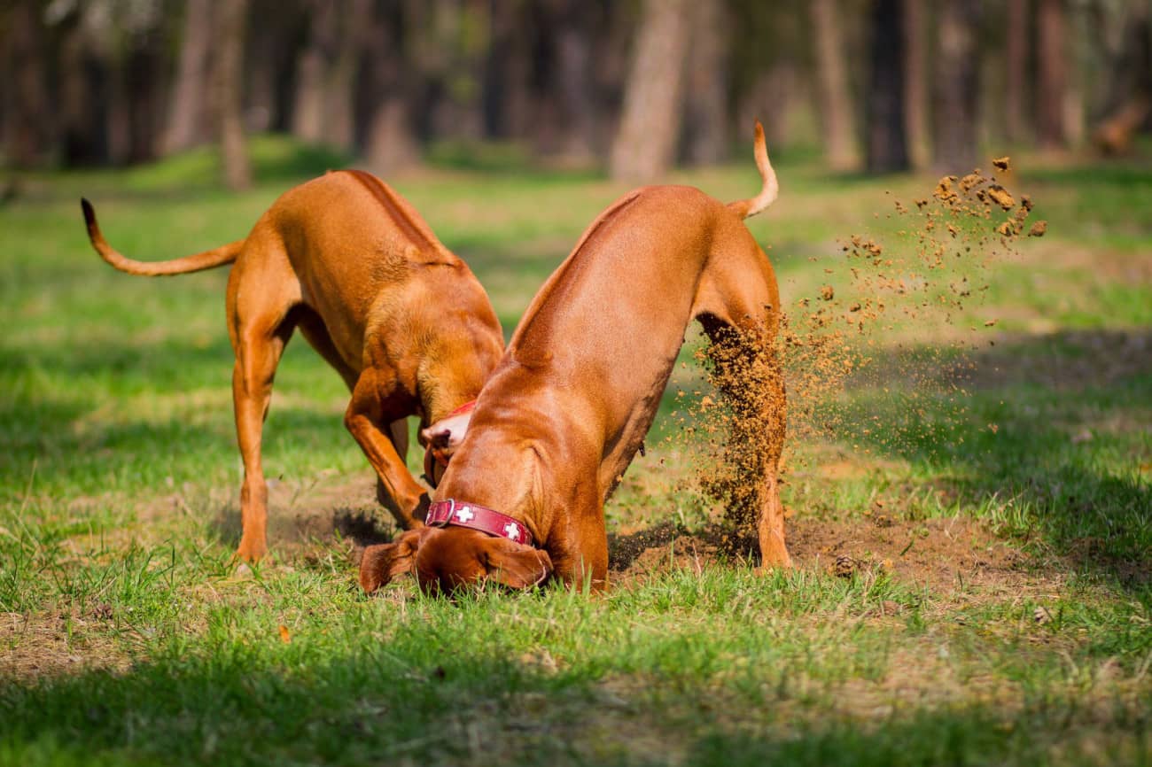 Czy wiesz, jak oduczyć psa kopania w ogrodzie?