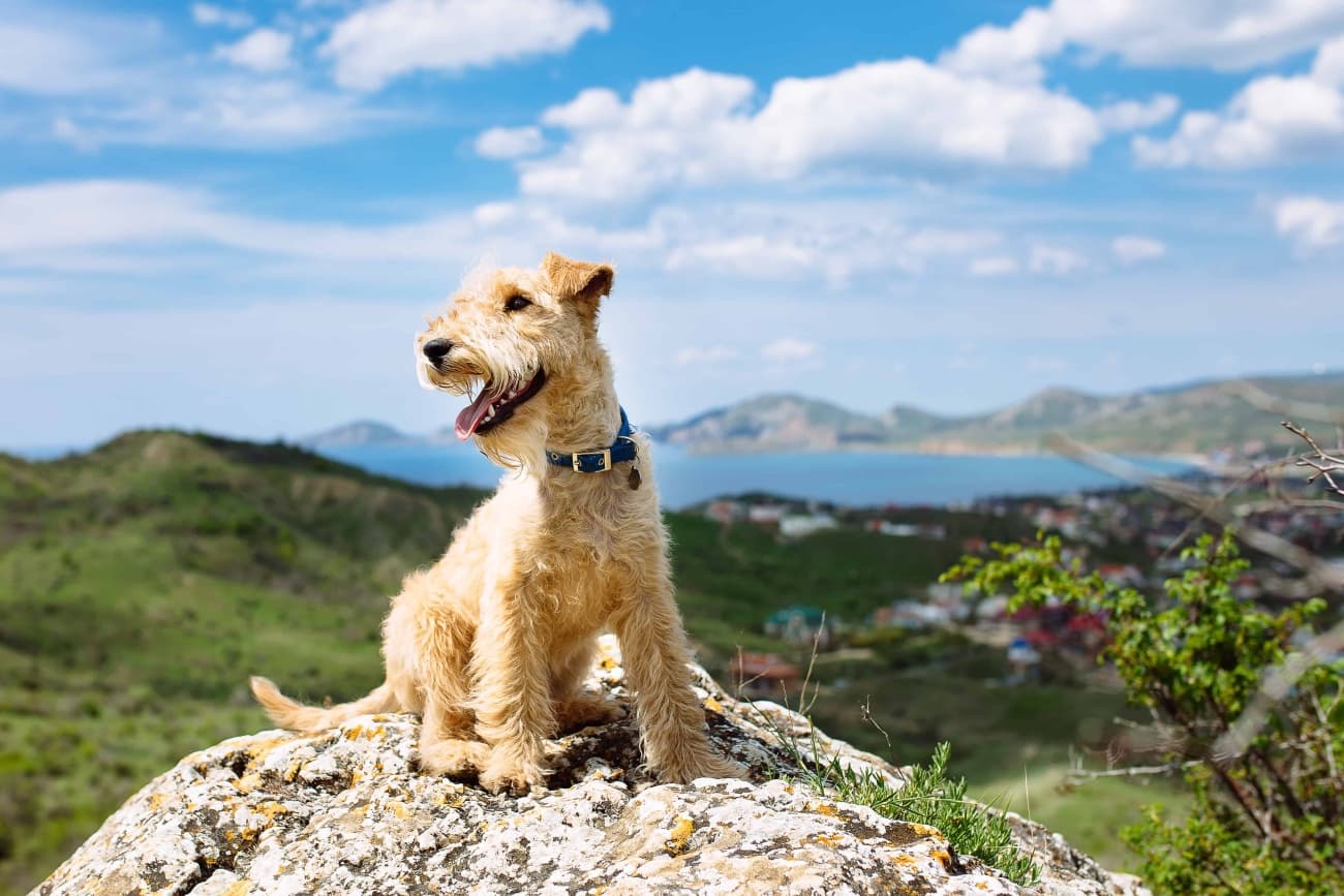 Pies w górach – o czym warto pamiętać?