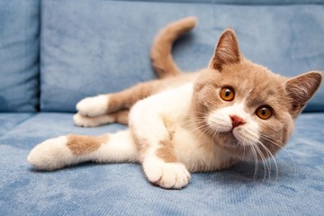 Saneczkowanie u kota – co to znaczy i dlaczego twój kot to robi?