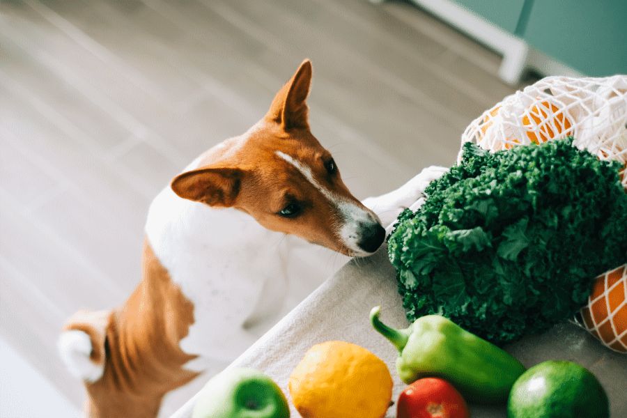 Warzywa w diecie psa – jakie są dozwolone?