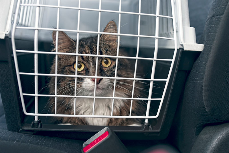 Bezpieczeństwo kota w podróży