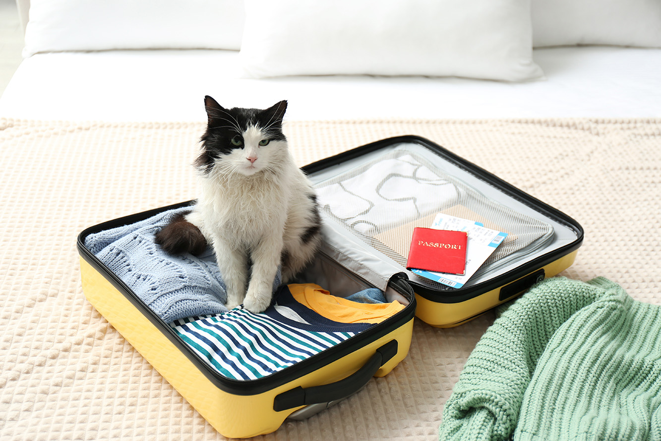 Jak przygotować się na wyjazd z kotem?