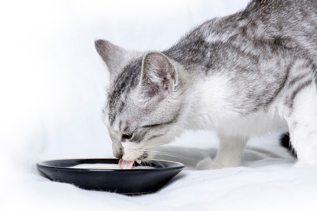Czy koty mogą pić mleko?