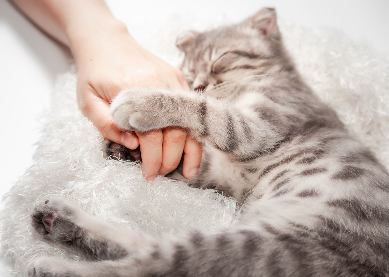 Kocia miłość – inna od ludzkiej, ale miłość. Czy kot może kochać opiekuna? 