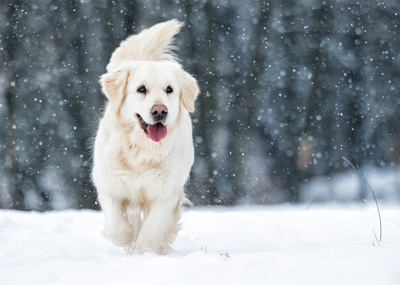 Jak przygotować psa na zimę?