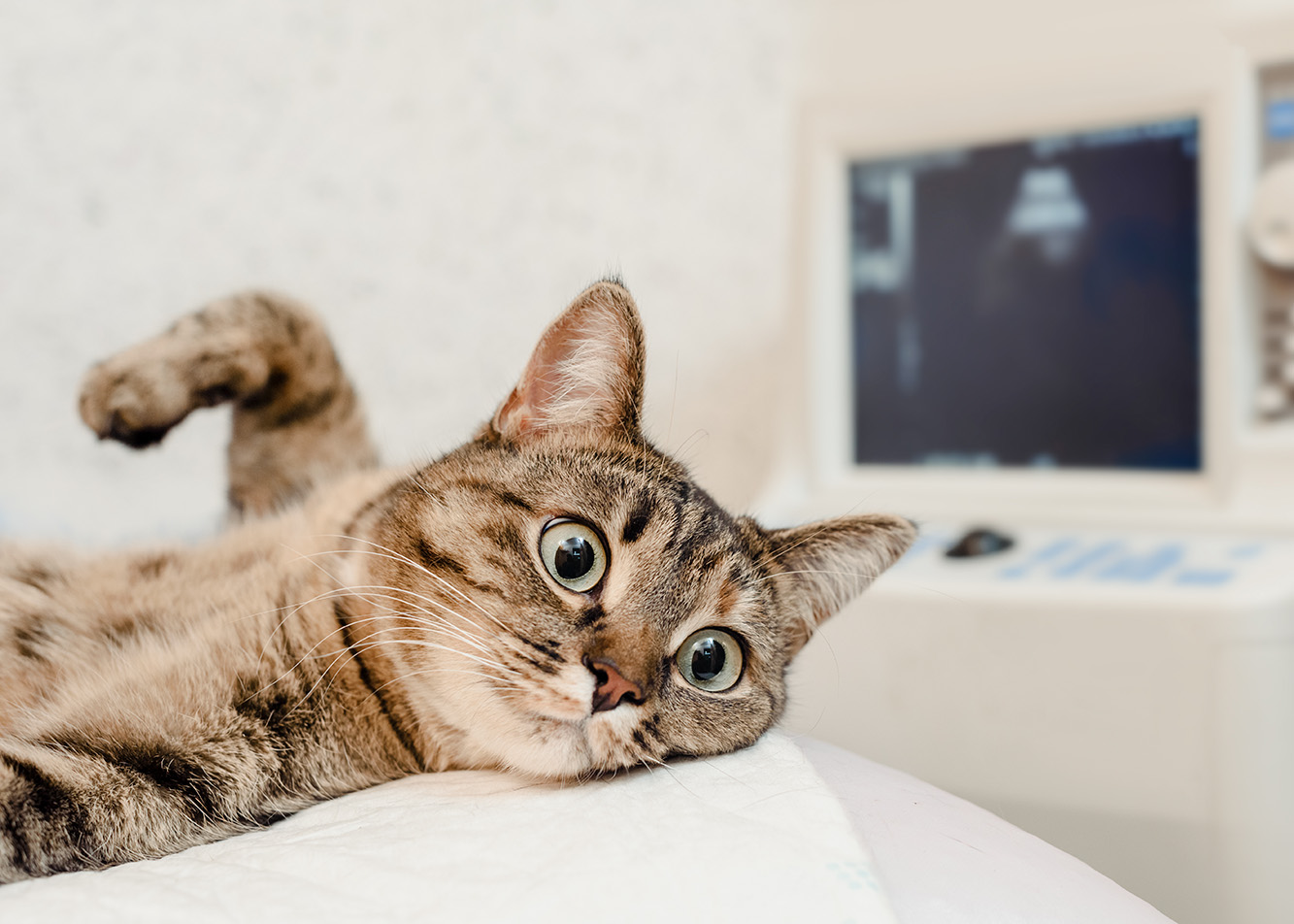 Profilaktyka przeciwpasożytnicza i badania parazytologiczne u kotów