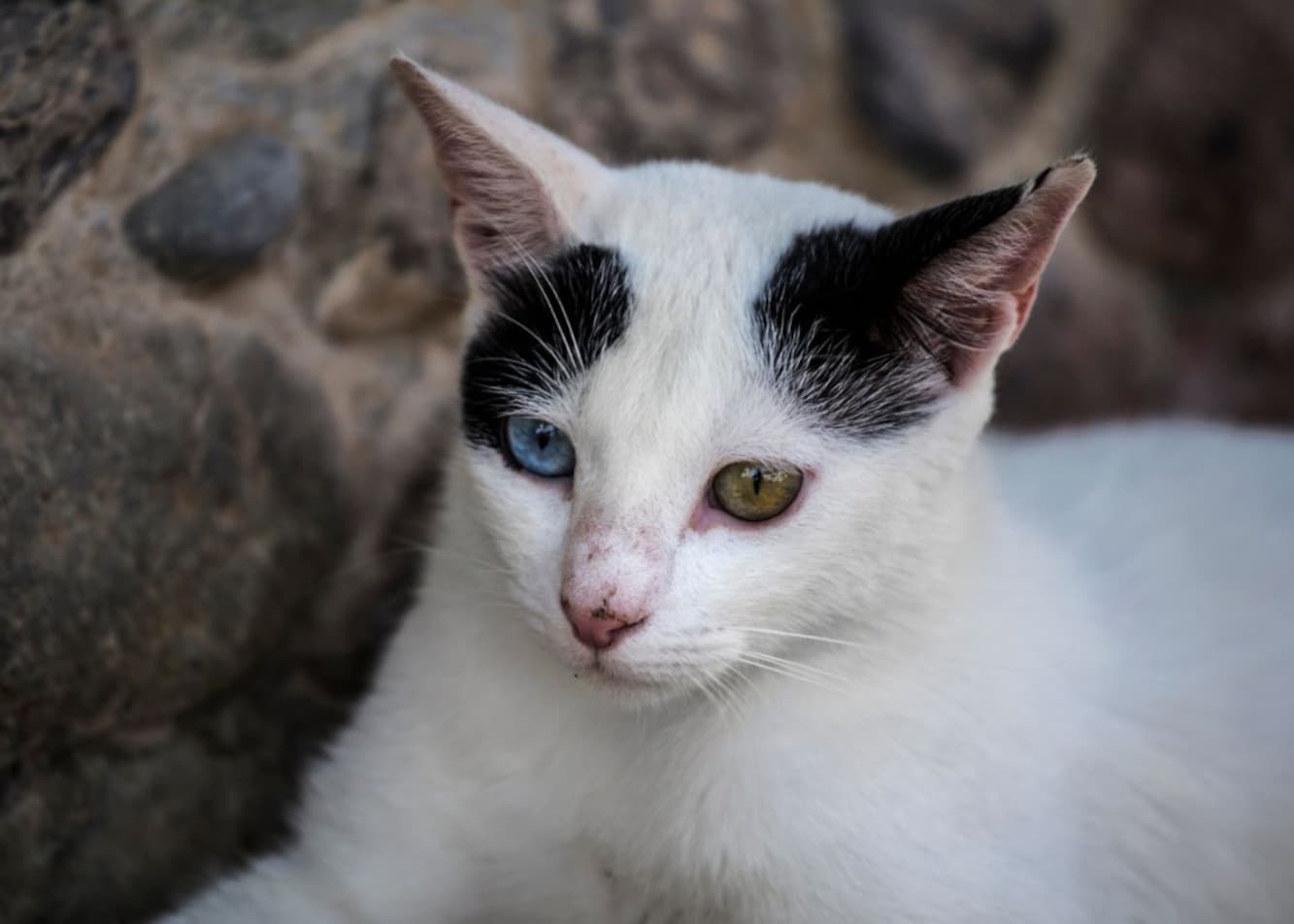 Heterochromia u kota - dlaczego kot ma różne kolory oczu?