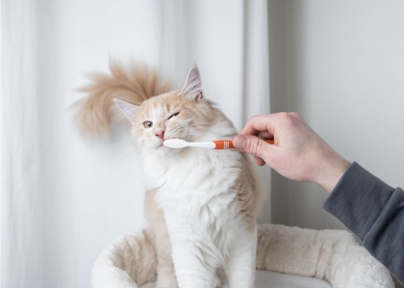 Wymiana zębów u kota — wszystko, co musisz wiedzieć!