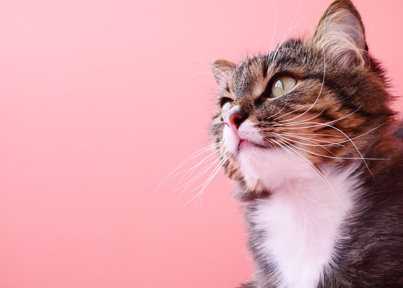 Stres u kota – wielowymiarowy problem