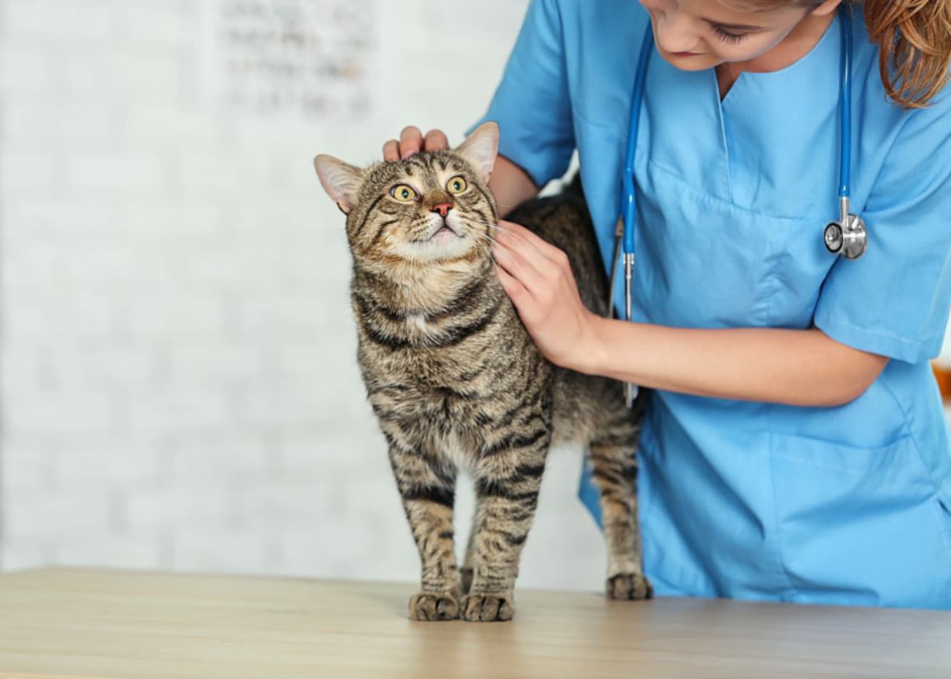 Giardioza u kota — objawy, diagnoza i leczenie