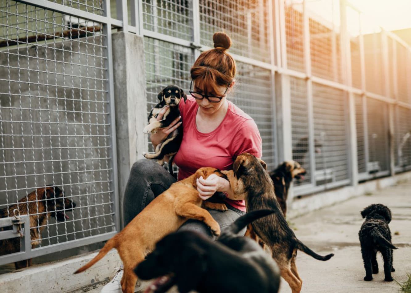 Jak zostać wolontariuszem w schronisku dla zwierząt?