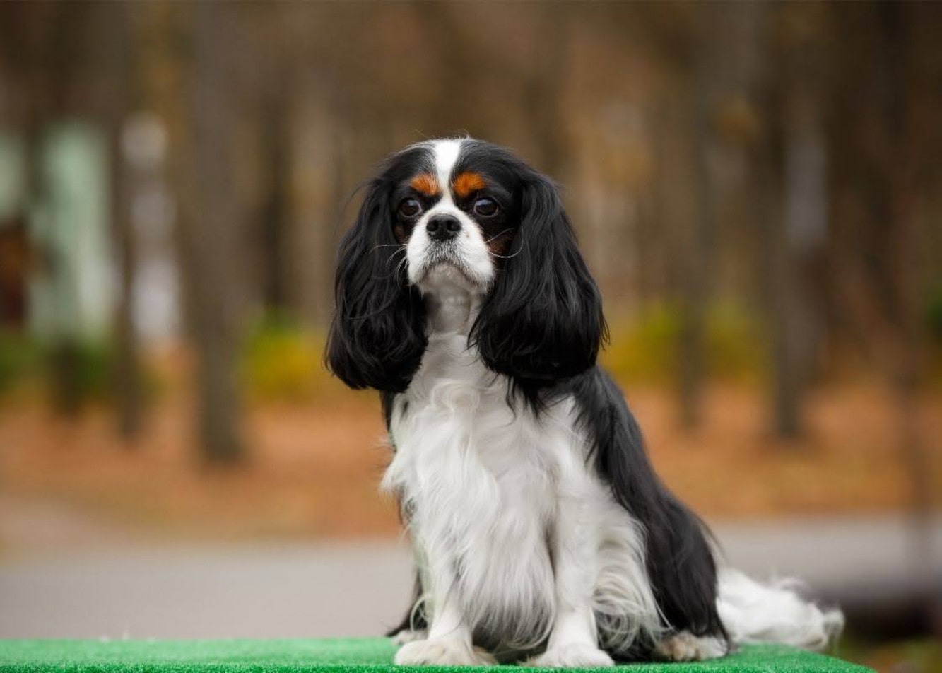 Jak karmić psa rasy cavalier king charles spaniel?