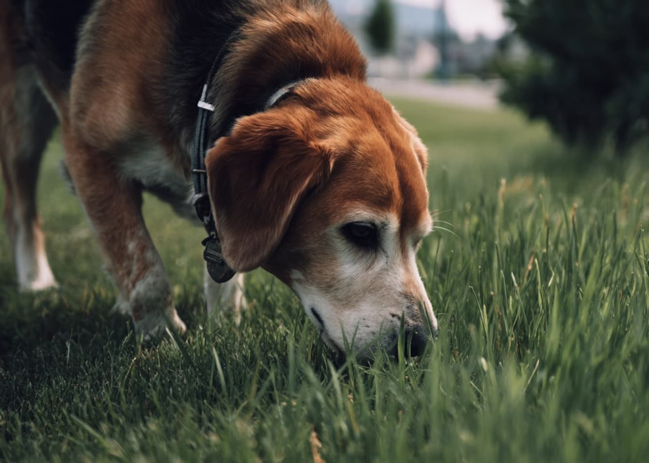 Zachowanie psa po odrobaczaniu – zwróć uwagę na te objawy!