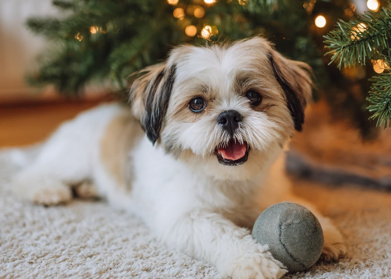 Jaki kupić prezent na święta dla psa? Pomysły na upominki dla pupila