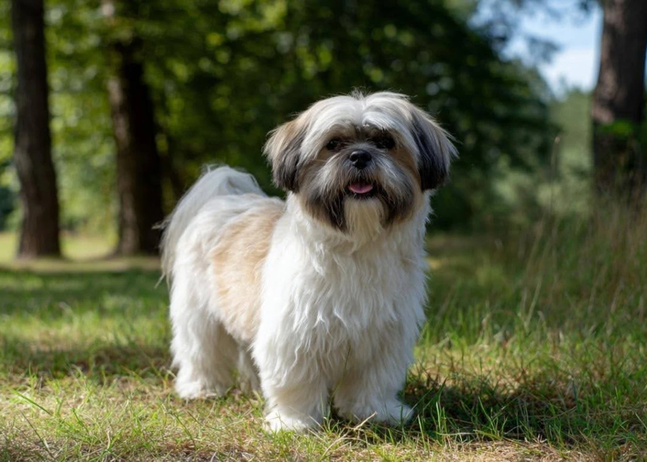 Shih tzu – cesarski pies do towarzystwa. Kompleksowy opis rasy, charakter, pielęgnacja, zdrowie i żywienie