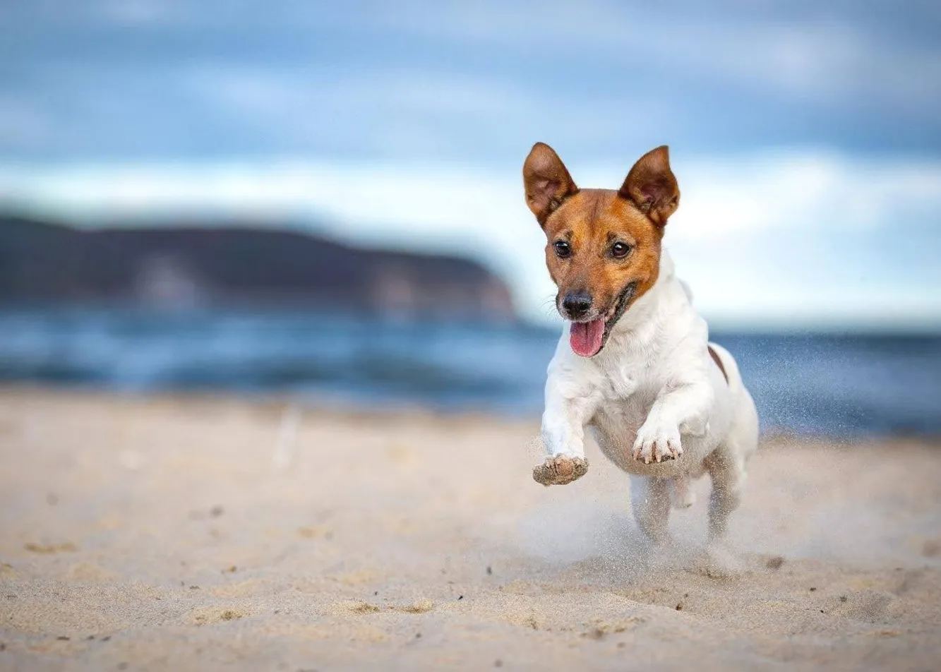 Jack Russell terrier – mały pies z wielkim temperamentem. Opis rasy, charakter, żywienie i zdrowie