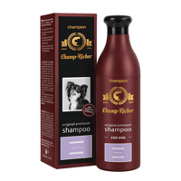 Champ-Richer rasy chihuahua