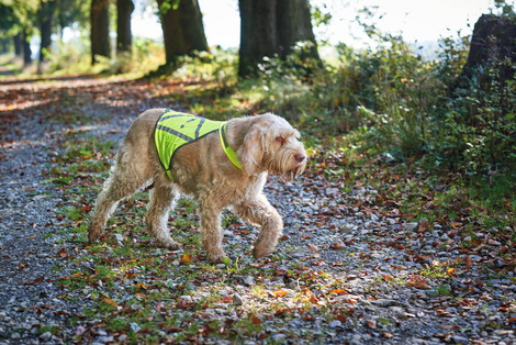 Hunter Odblaskowa Kamizelka Drogowa dla psa rozm. M Waist Coat